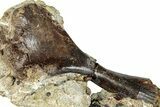 Cretaceous Fossil Turtle Humerus in Rock - Judith River Formation #313410-2